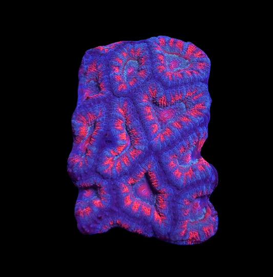 WYSIWYG Rainbow Acan 2.5"