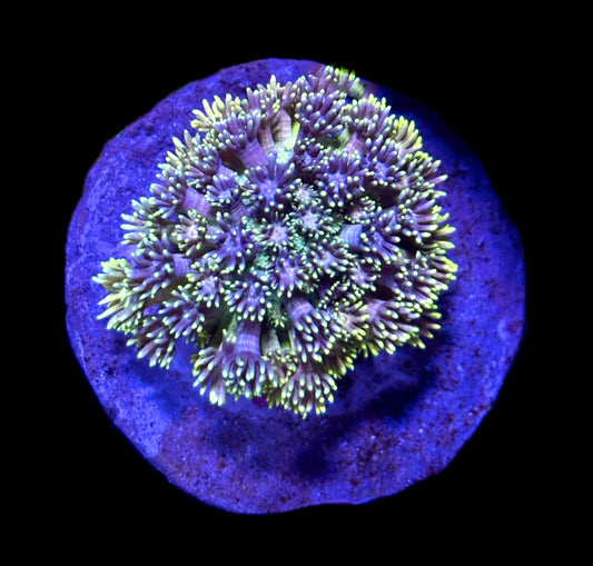 WYSIWYG Rainbow Goniopora Colony 2.5" (INSANE!)