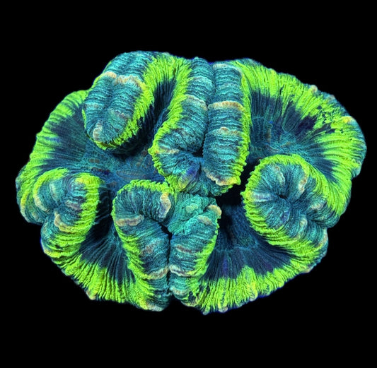 WYSIWYG Unique Rainbow Trachyphyllia 4" (BRIGHT!)
