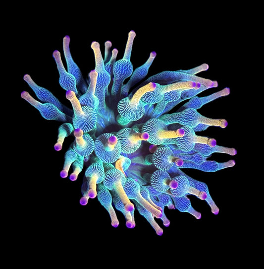WYSIWYG Holy Grail Bubble Tip Anemone 2.5" (RARE!)