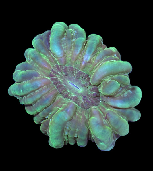 WYSIWYG Ultra Green Cynarina 5" (WOW!)