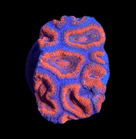 WYSIWYG Rainbow Acan 2.5"
