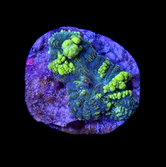 WYSIWYG Emerald Venom Bounce Mushroom 2" (RARE!)