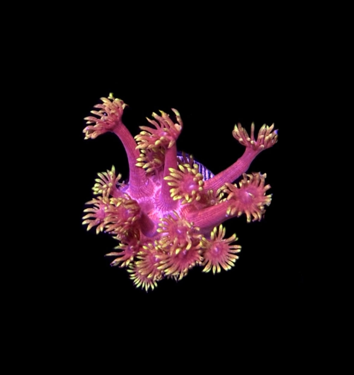 WYSIWYG Flame Thrower Goniopora 1.5"