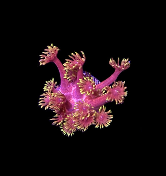 WYSIWYG Flame Thrower Goniopora 1.5"
