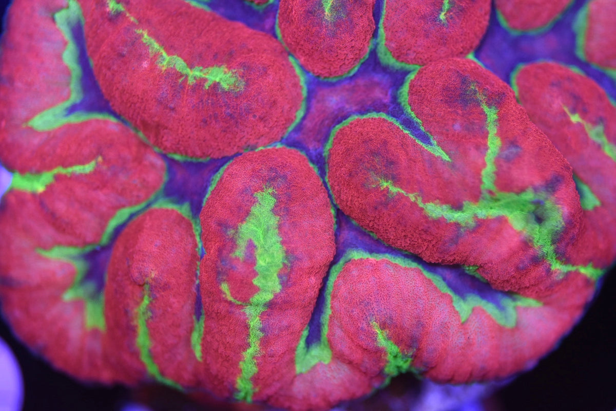 WYSIWYG Crayola Symphyllia 4" (CRAZY!)