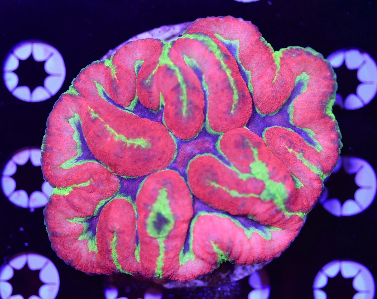 WYSIWYG Crayola Symphyllia 4" (CRAZY!)