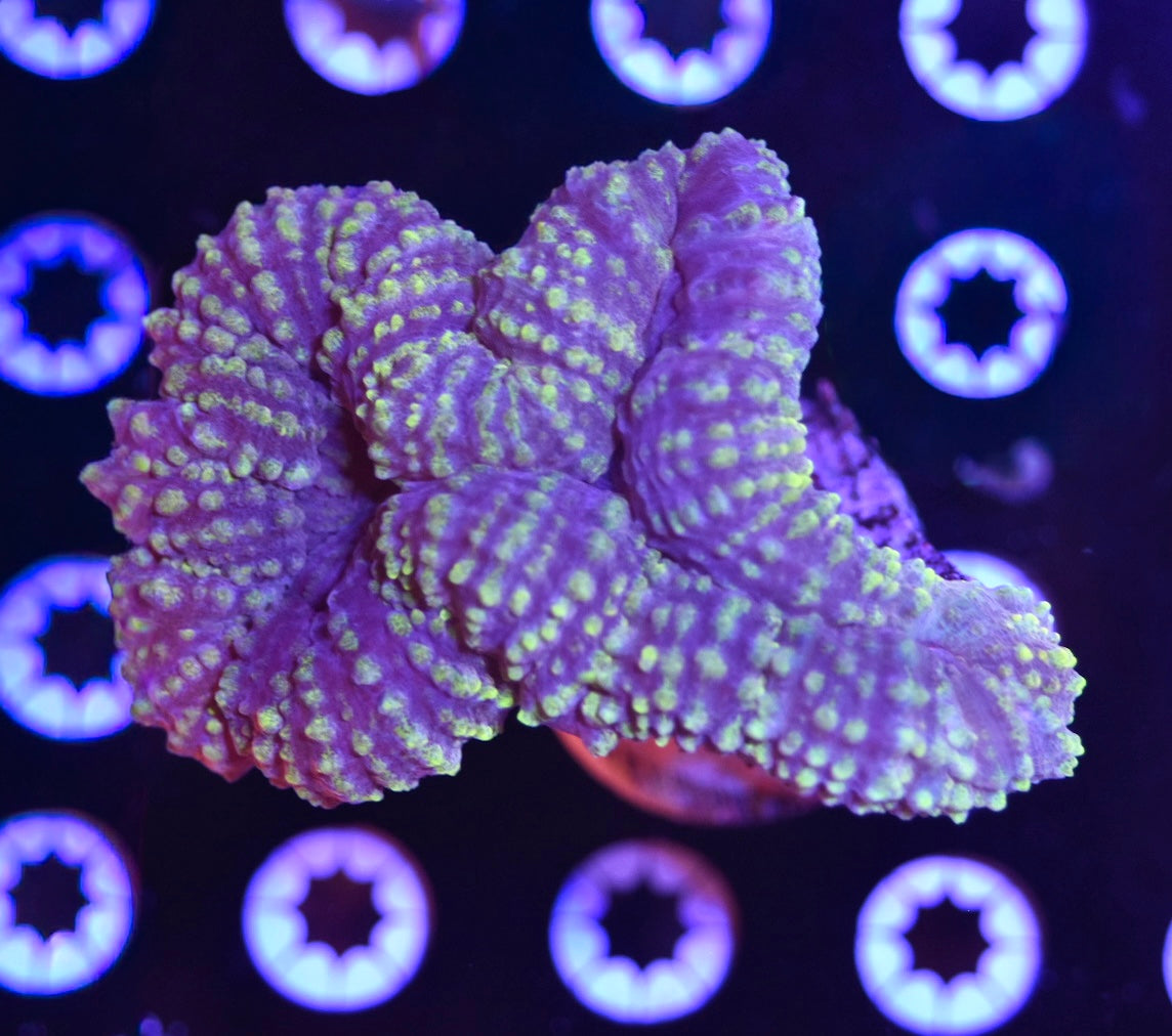 WYSIWYG Lemon Drop Lobophyllia 4"