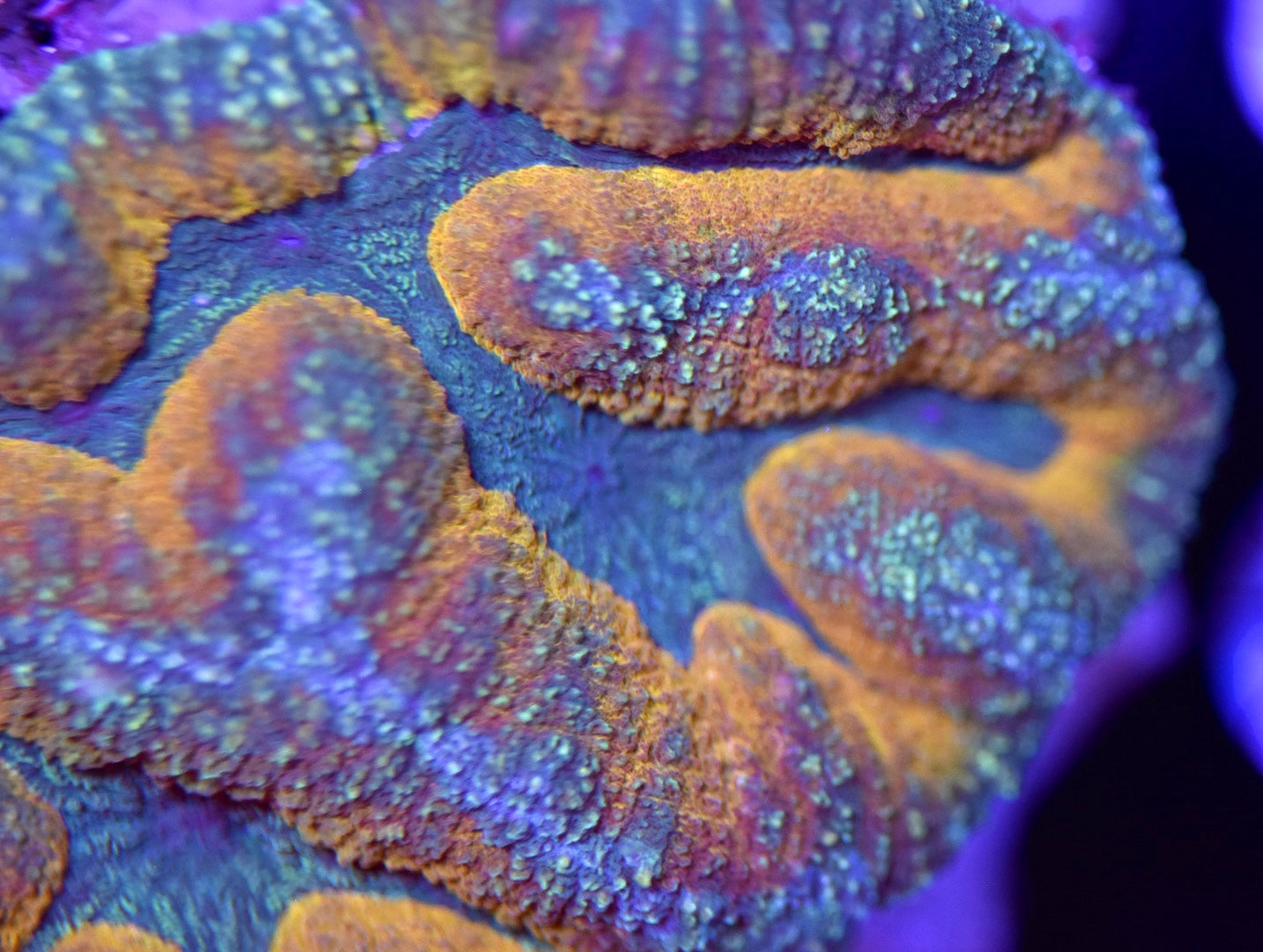 WYSIWYG Gold Rush Symphyllia 4.5" (WOW!)