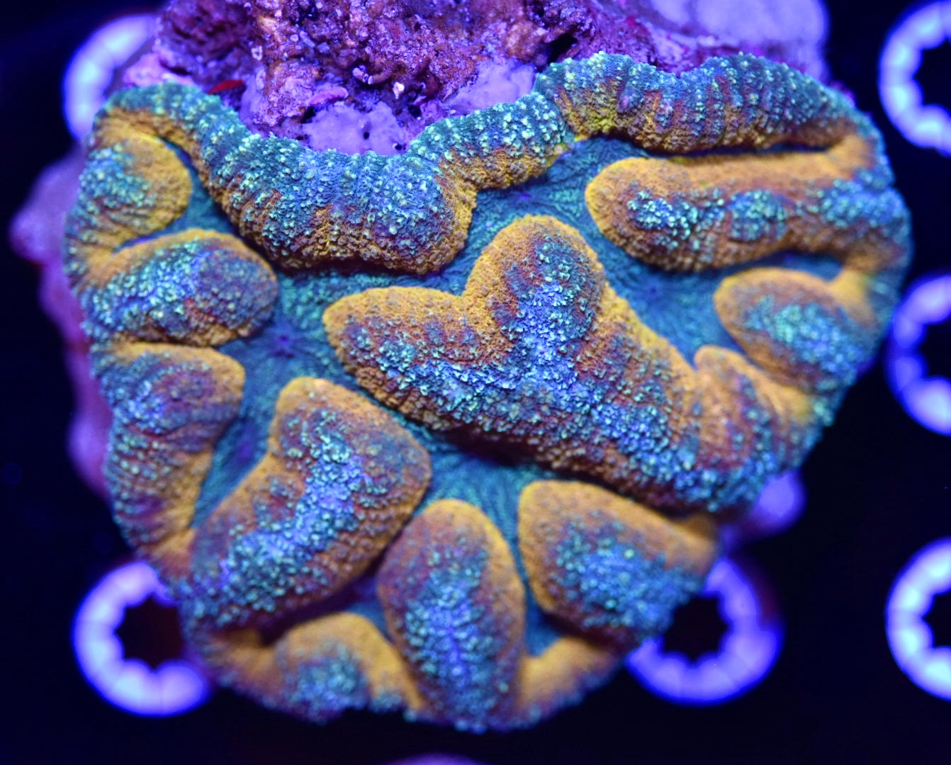 WYSIWYG Gold Rush Symphyllia 4.5" (WOW!)