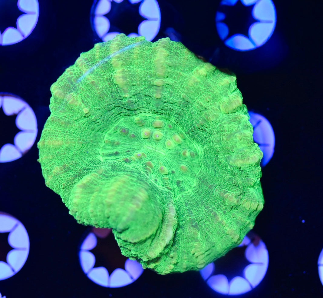 WYSIWYG Hulk Scolymia 3"