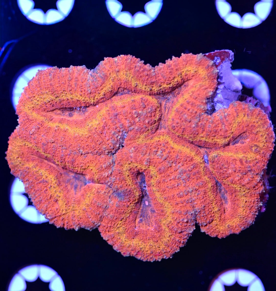WYSIWYG Inferno Lobophyllia 3.5"