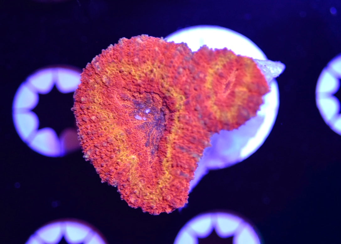 WYSIWYG Inferno Lobophyllia 1.5"