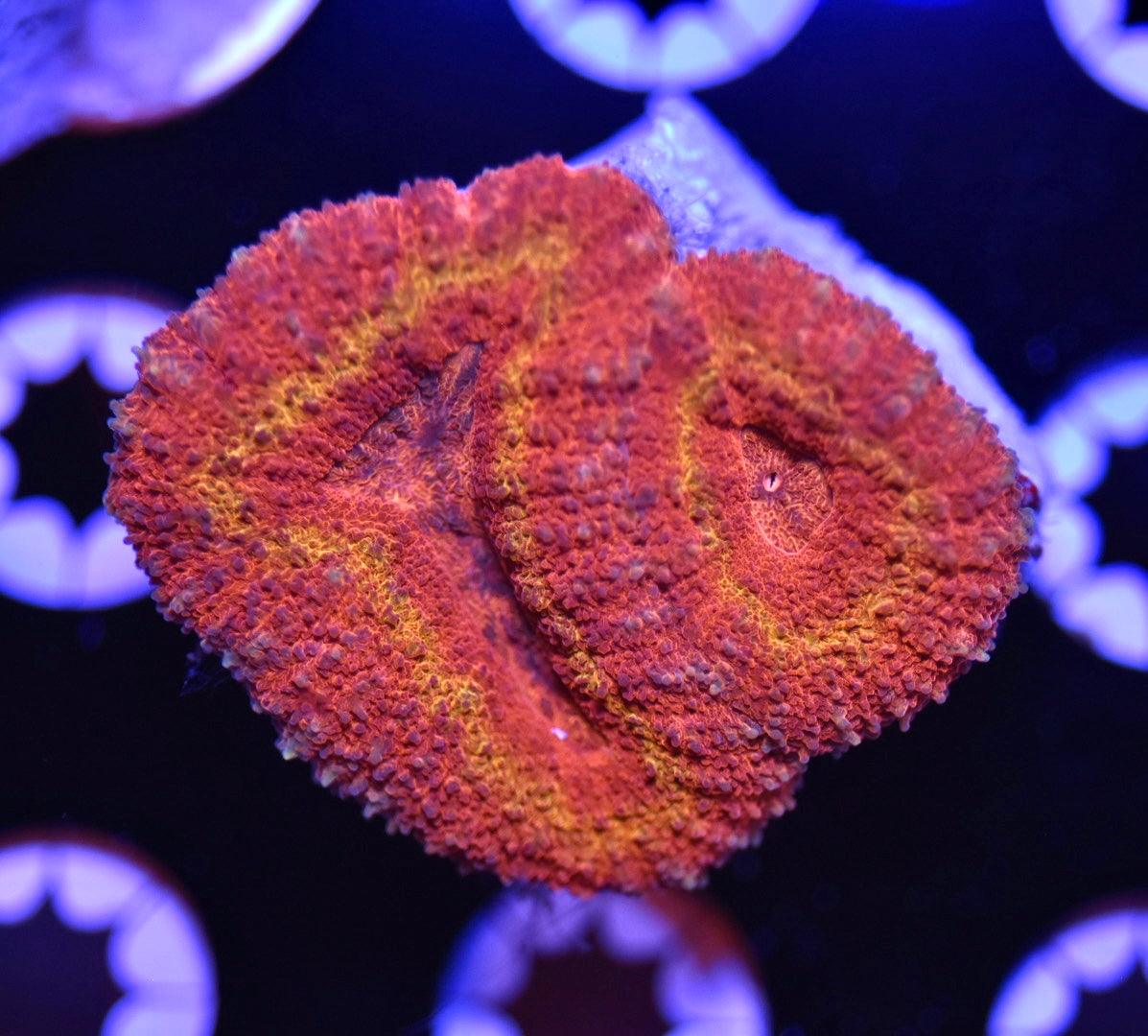 WYSIWYG Inferno Lobophyllia 2"