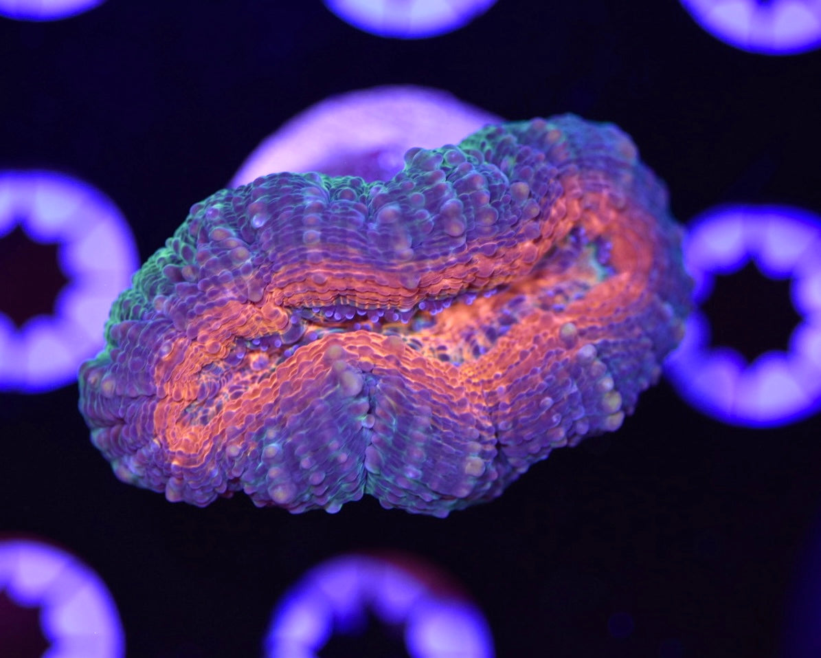 WYSIWYG Rainbow Lobophyllia 2"