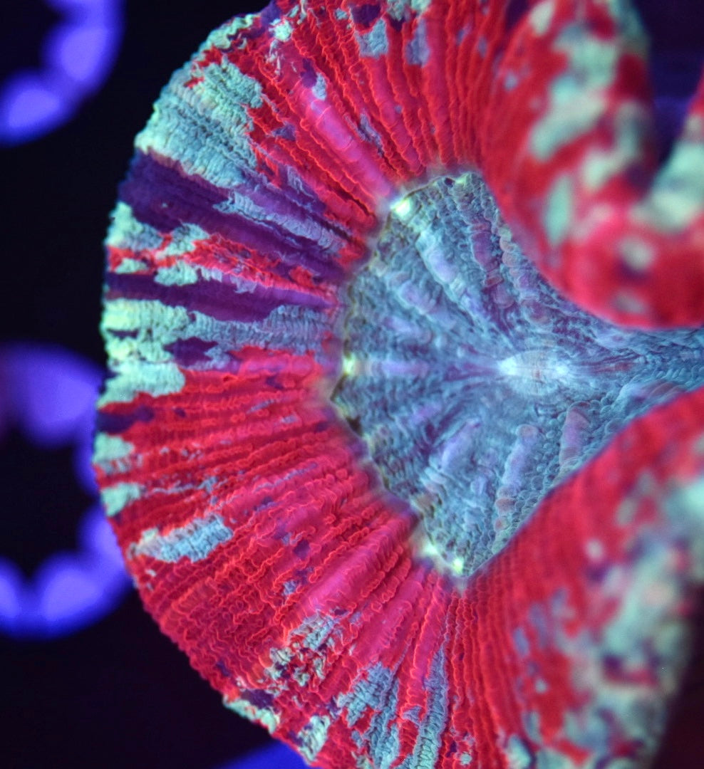 WYSIWYG Ultra Rainbow Trachyphyllia 3.5" (WOW!)