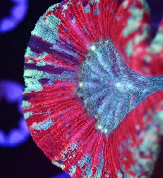 WYSIWYG Ultra Rainbow Trachyphyllia 3.5" (WOW!)