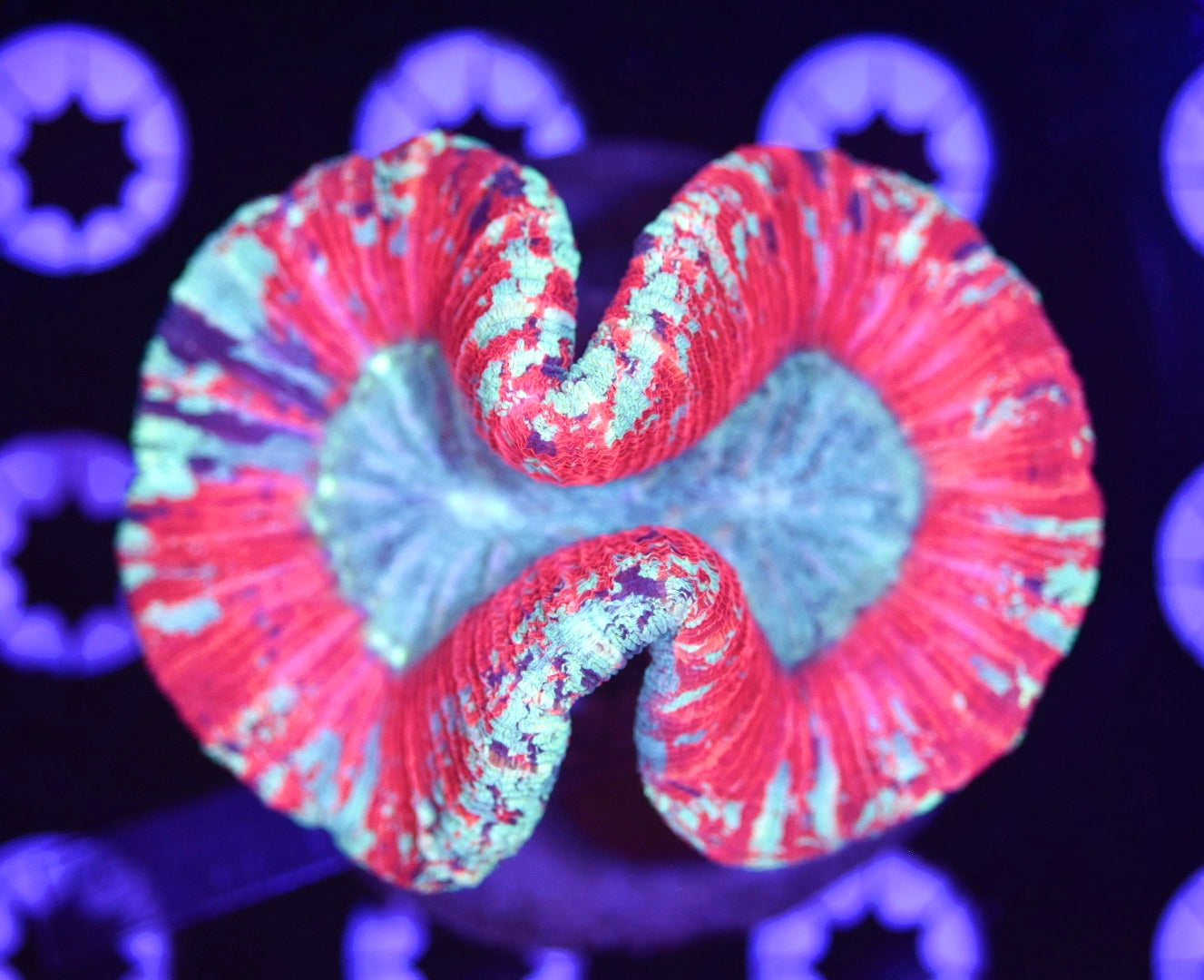 WYSIWYG Ultra Rainbow Trachyphyllia 3.5" (WOW!)