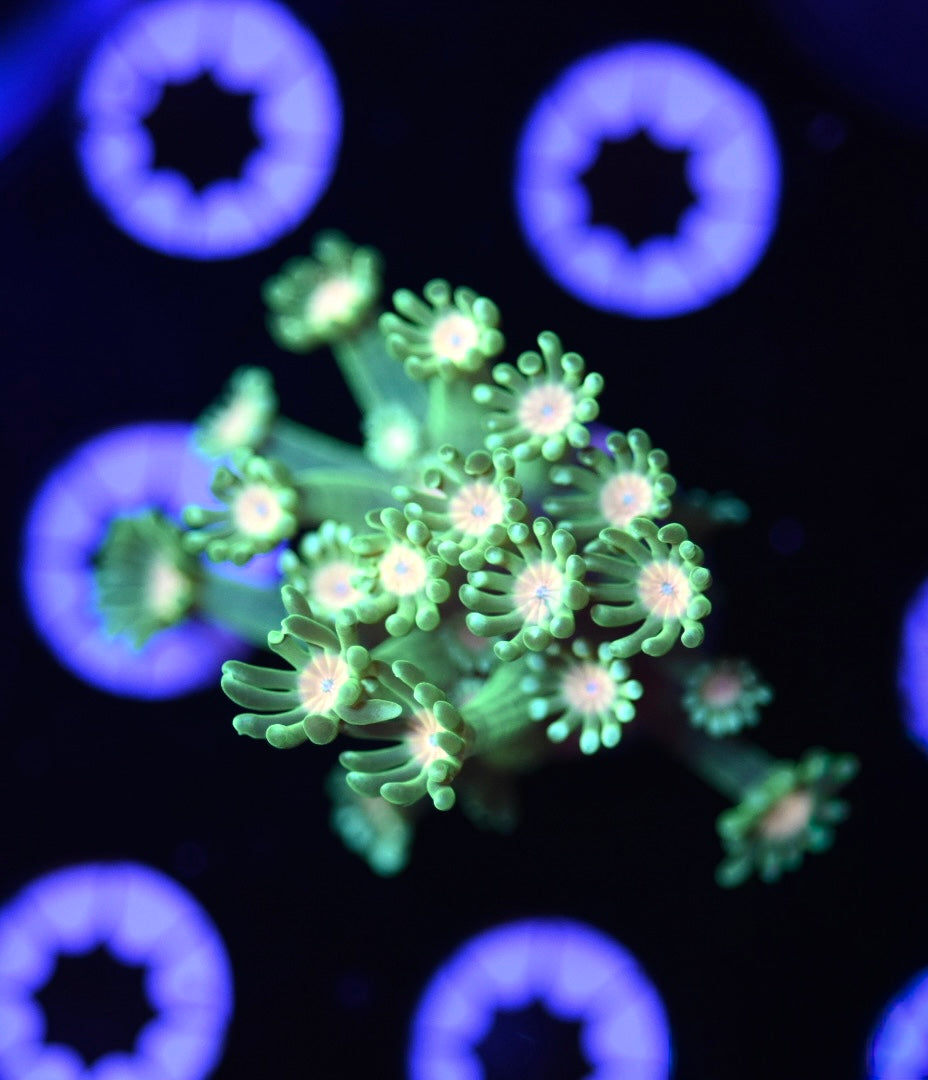 WYSIWYG Yellow Eye Alveopora 2" (BRIGHT!)