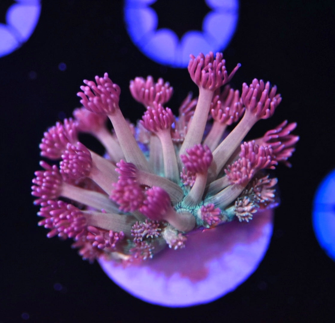 WYSIWYG Rainbow Implosion Goniopora 1" (CRAZY!)