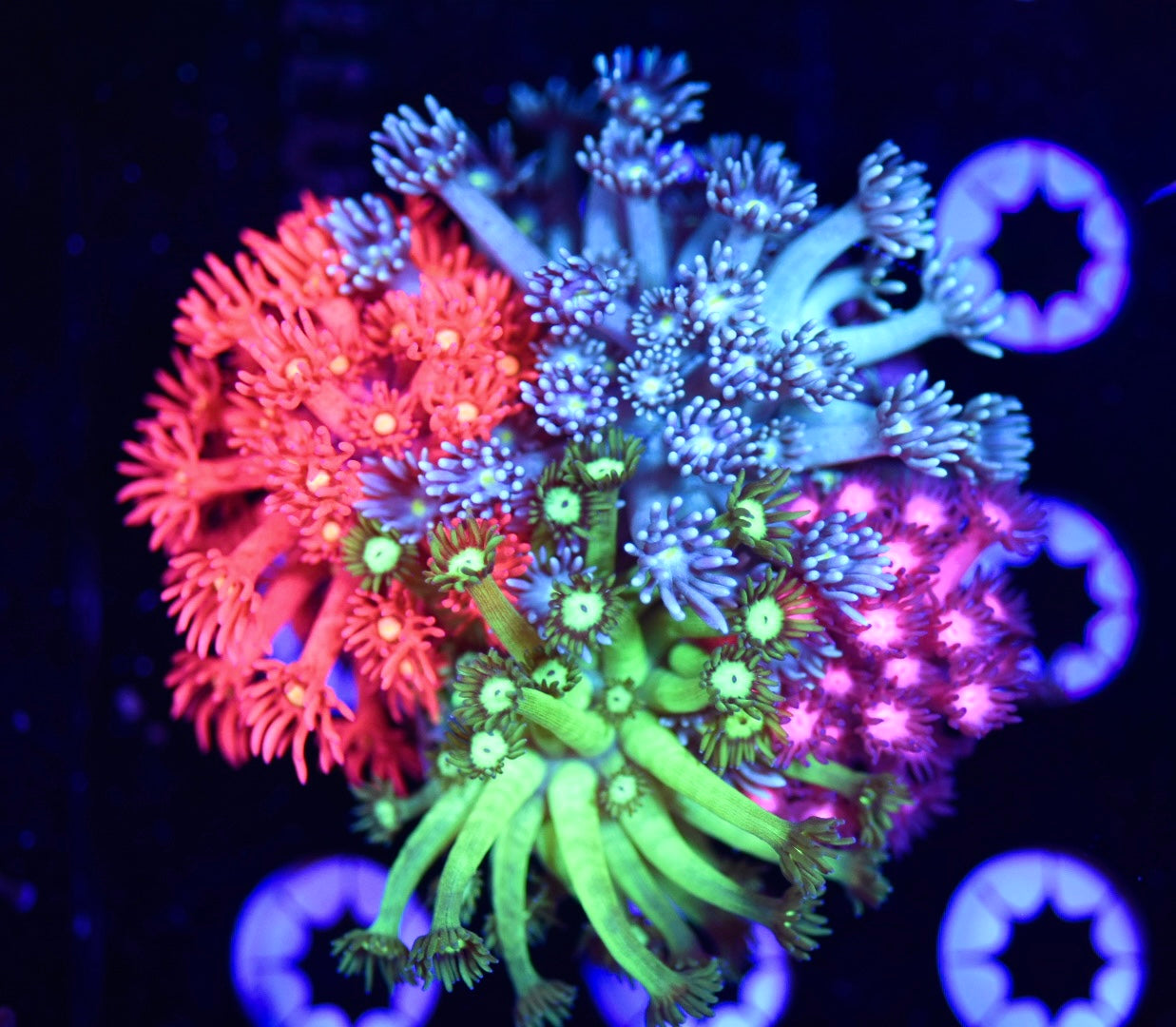 WYSIWYG Mixed Rainbow Goniopora Graden 3.5" (CRAZY!)