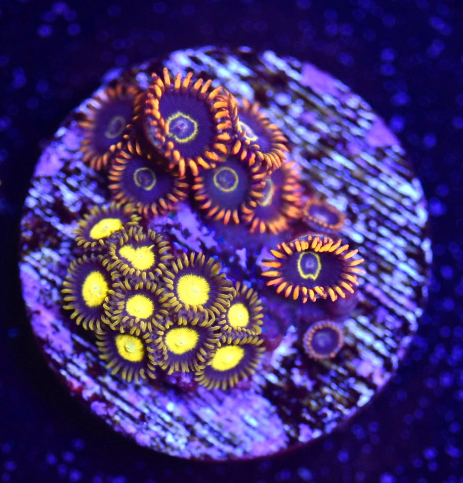 WYSIWYG Zoanthid Combo Frag