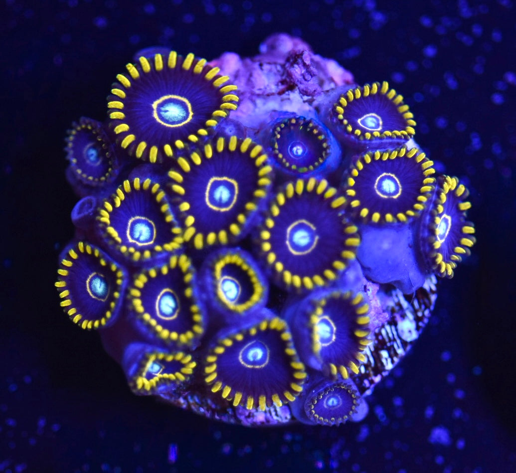 WYSIWYG Purple Hornet Zoanthids