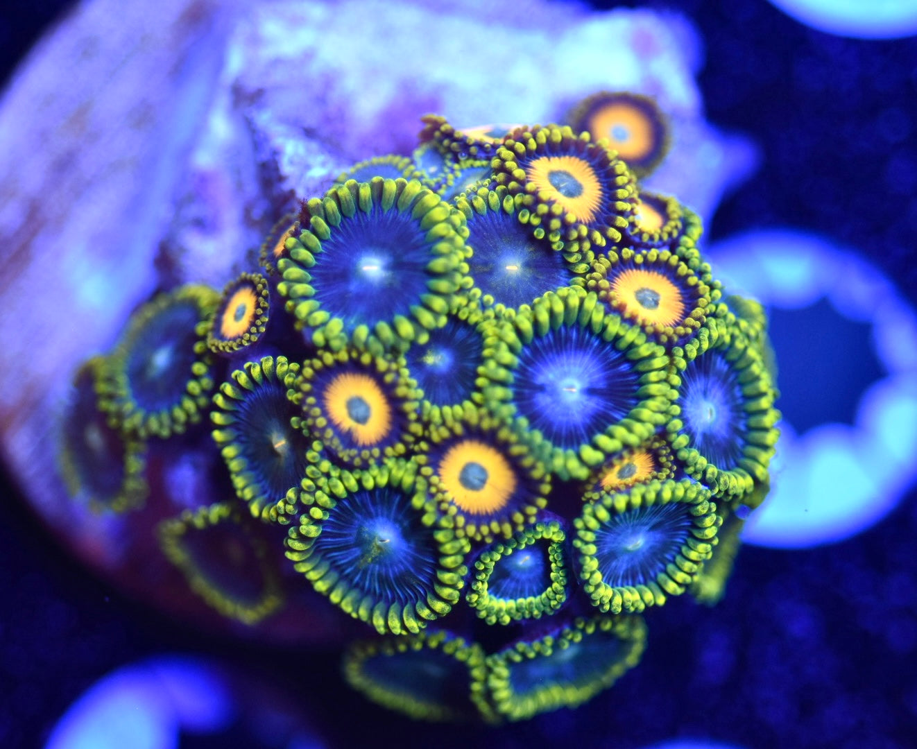 WYSIWYG XL Zoanthid Combo Frag