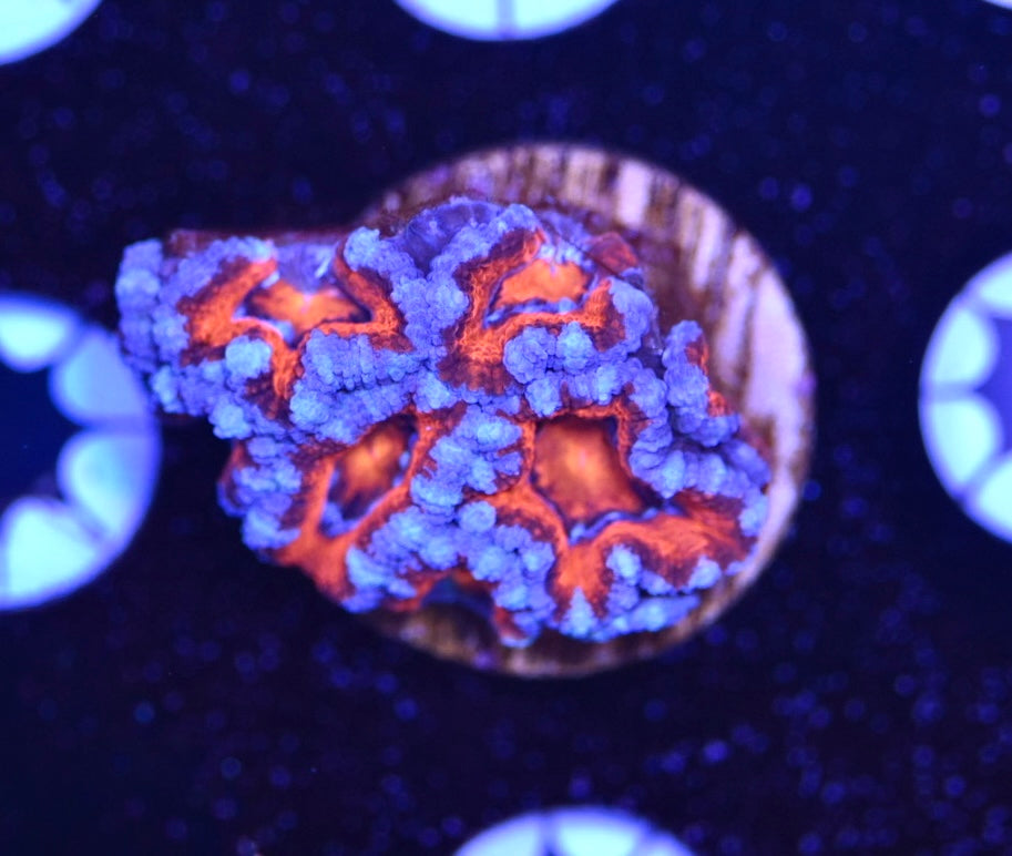 WYSIWYG Rainbow Acan 1.5"