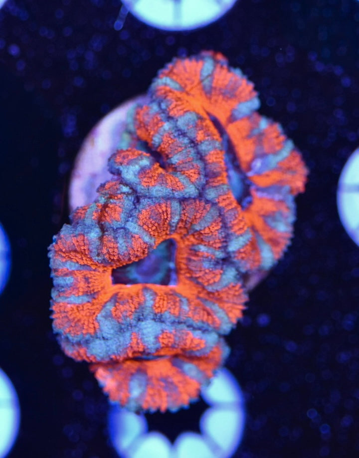 WYSIWYG Rainbow Acan 2"