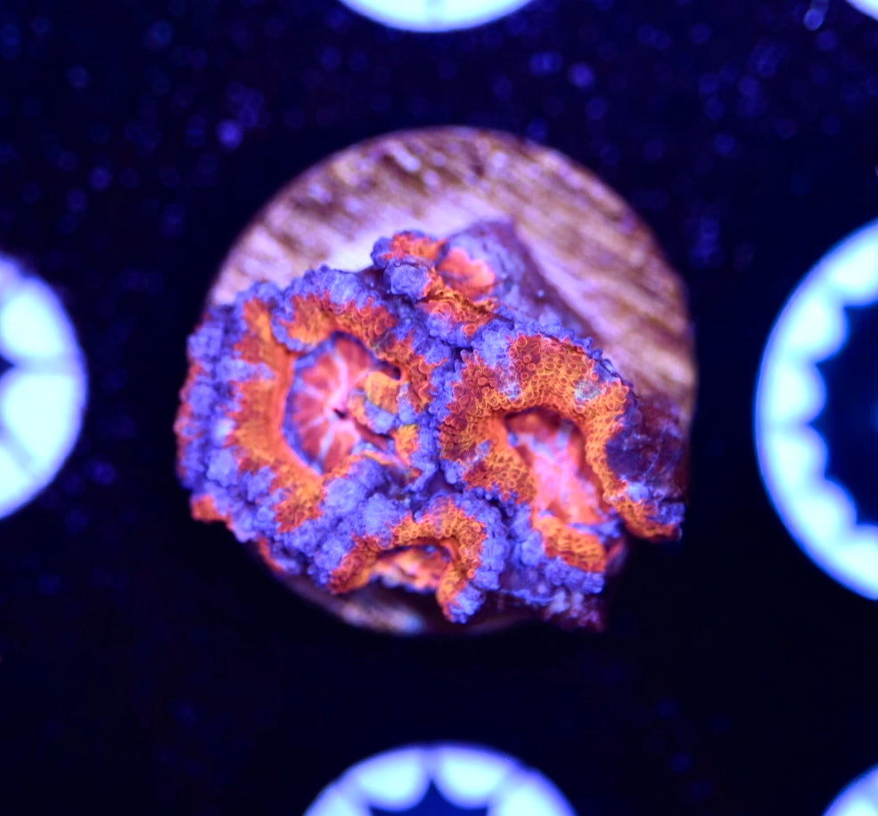 WYSIWYG Rainbow Acan 1.5"