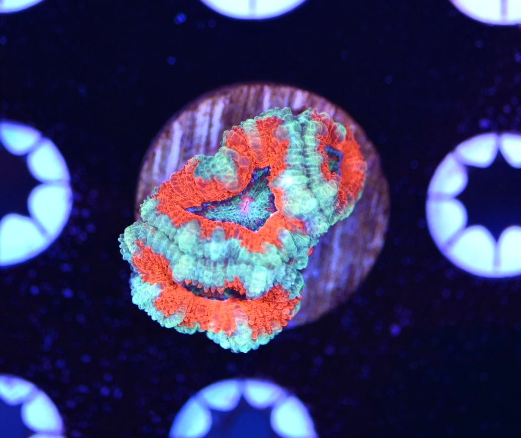 WYSIWYG Rainbow Acan 1.5"