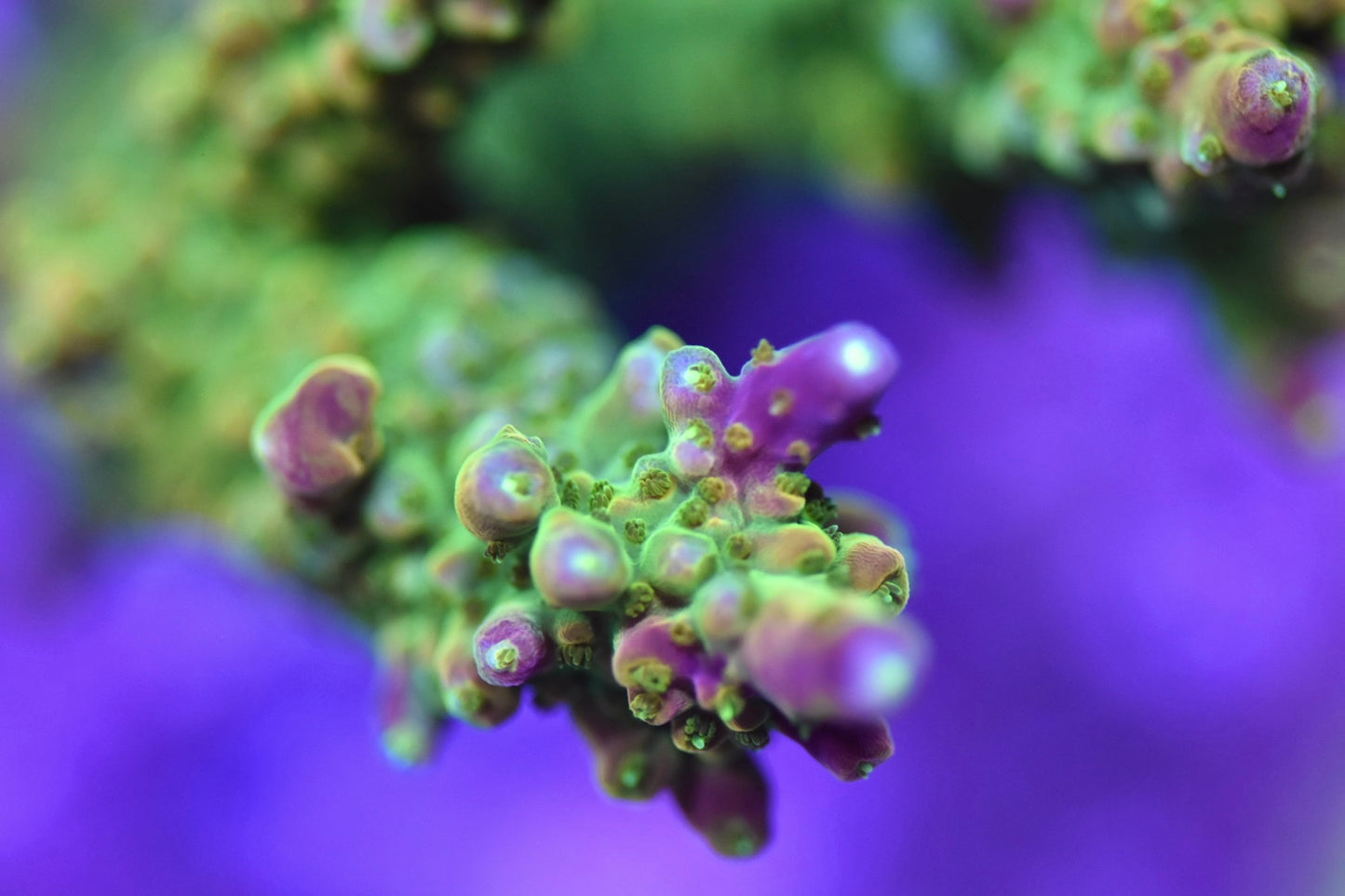 WYSIWYG Pink W Acropora Colony 4" (WOW!)