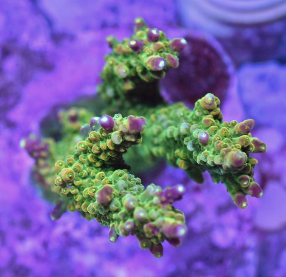WYSIWYG Pink W Acropora Colony 4" (WOW!)