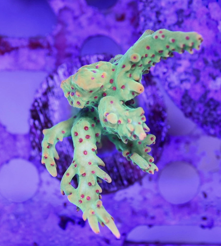 WYSIWYG XL Strawberry Shortcake ACropora 2.5"