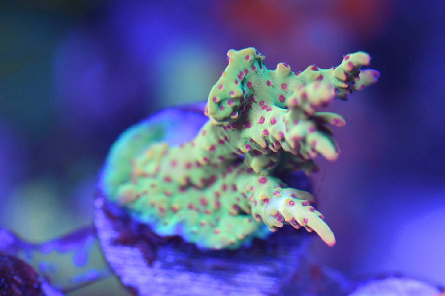 WYSIWYG XL Strawberry Shortcake ACropora 2.5"
