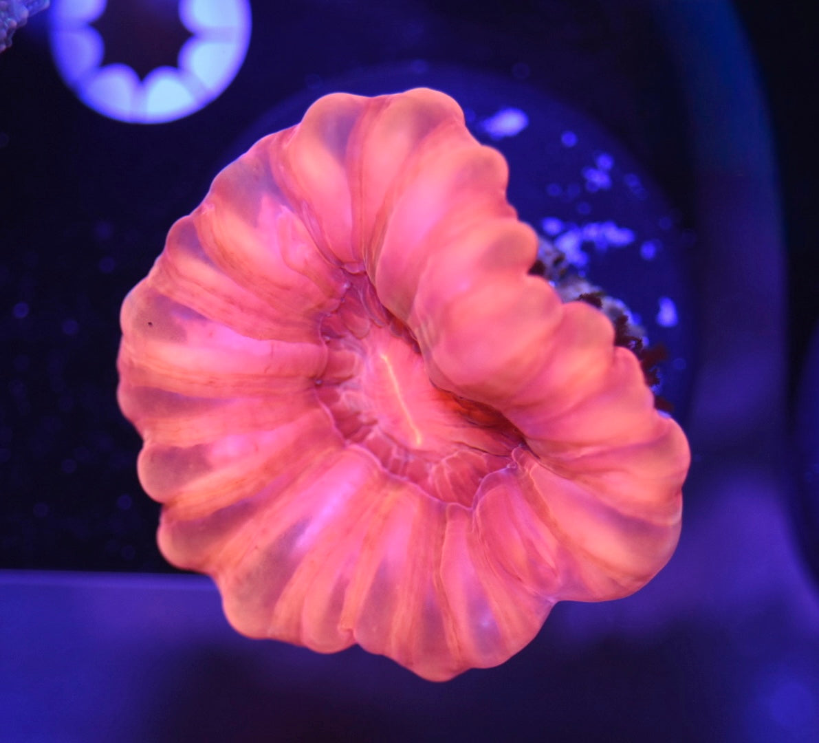 WYSIWYG Red Hot Cynarina 2.5" (BRIGHT!)