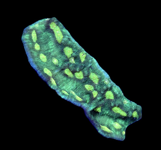 WYSIWYG Green Eye Chalice Colony 3"