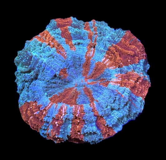 WYSIWYG Ultra Rainbow Acanthophyllia 5" (WOW!)