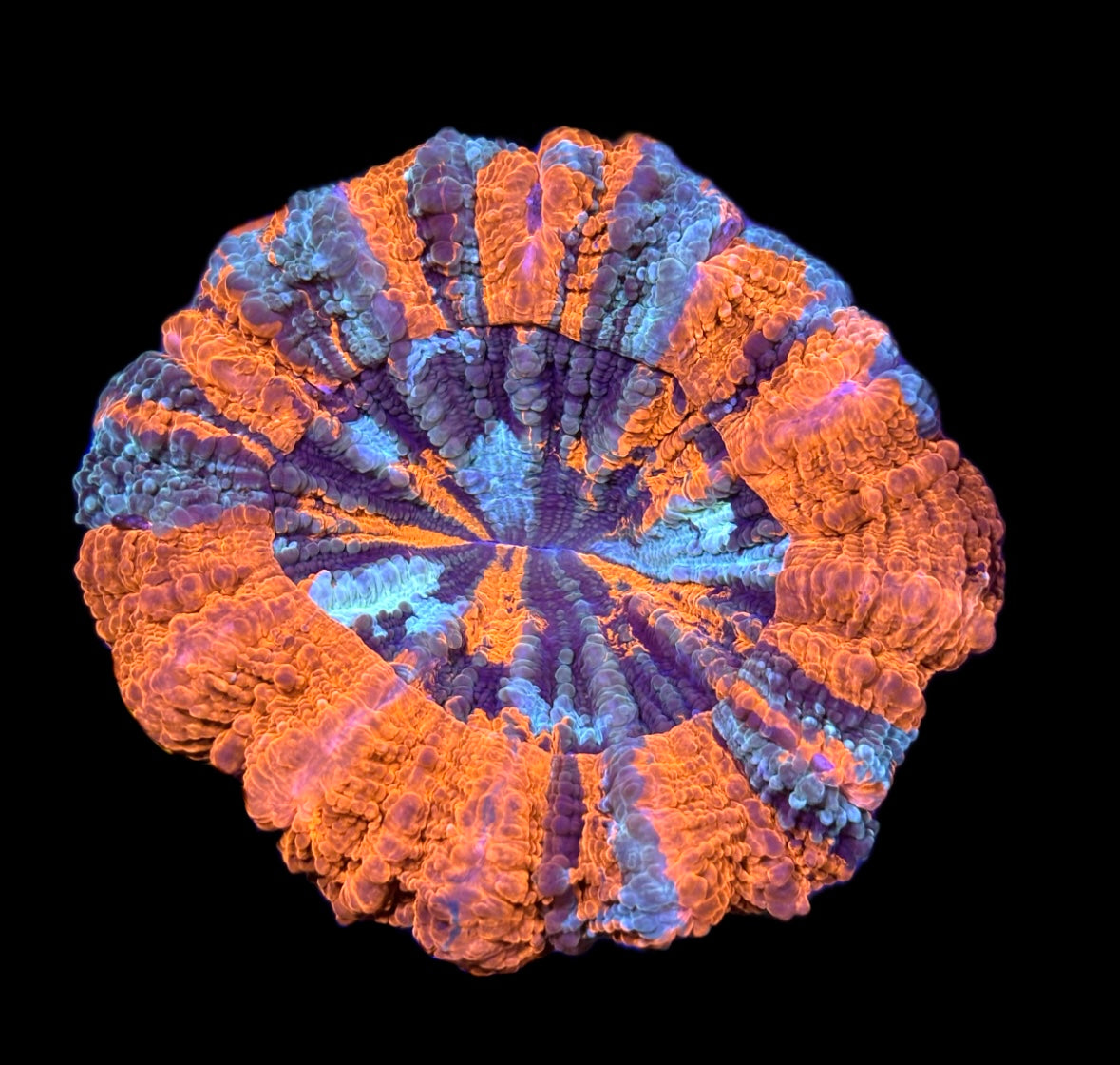 WYSIWYG Ultra Rainbow Acanthophyllia 5" (WOW!)