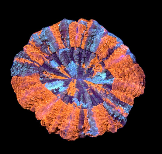 WYSIWYG Ultra Rainbow Acanthophyllia 5" (WOW!)