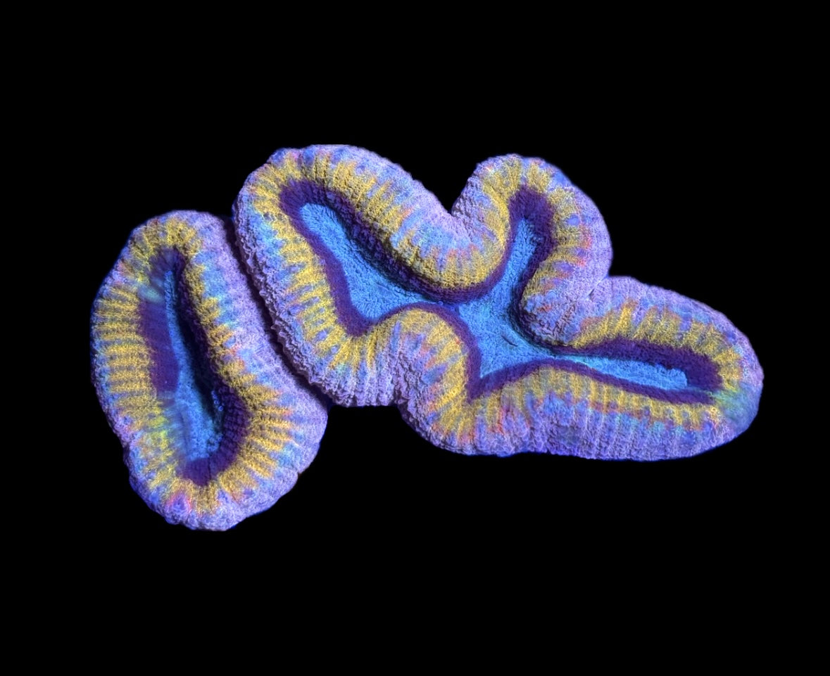 WYSIWYG Incredible Rainbow Lobophyllia 4" (WOW!)