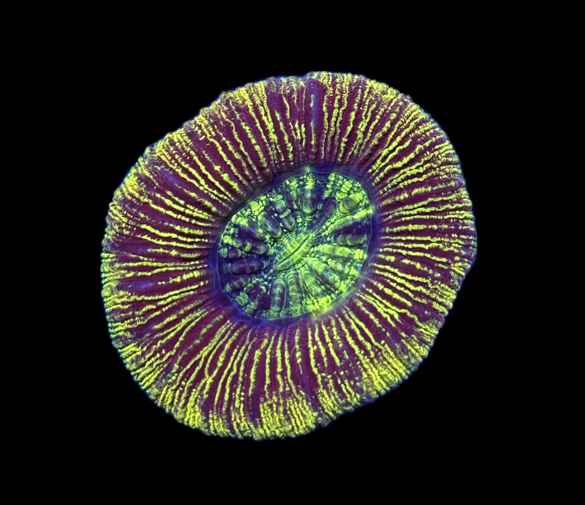 WYSIWYG Ultra Rainbow Trachyphyllia 2.5" (WOW!)