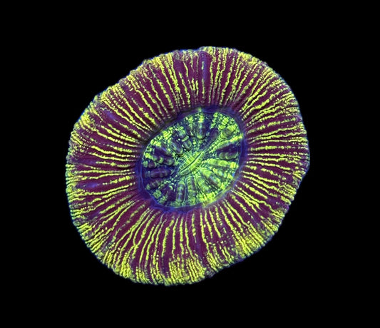 WYSIWYG Ultra Rainbow Trachyphyllia 2.5" (WOW!)