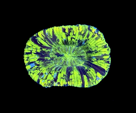 WYSIWYG Radioactive Trachyphyllia 2" (BRIGHT!)