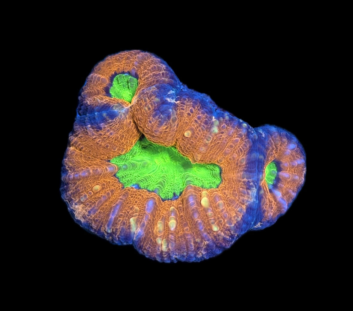 WYSIWYG Rainbow Lobophyllia 3.5" (BRIGHT!)