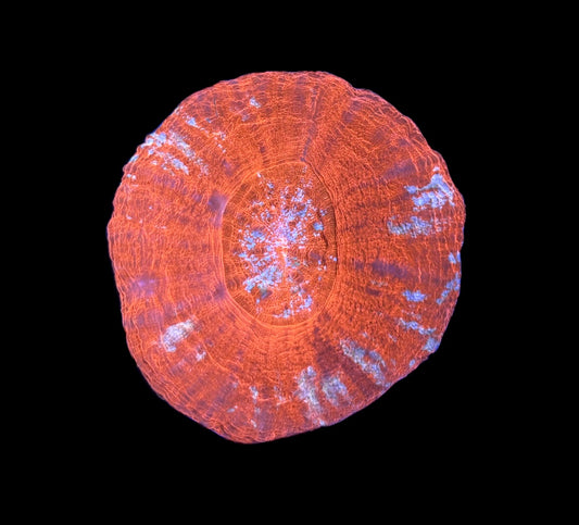 WYSIWYG Peppermint Scolymia 2.5" (WOW!)