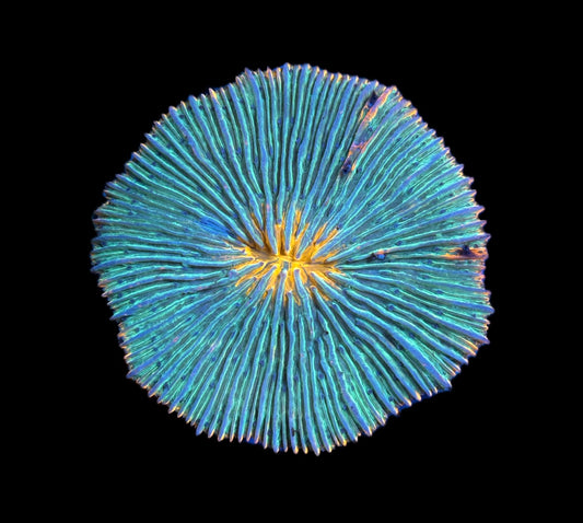 WYSIWYG XL Aquaman Fungia Plate 3.5" (WOW!)