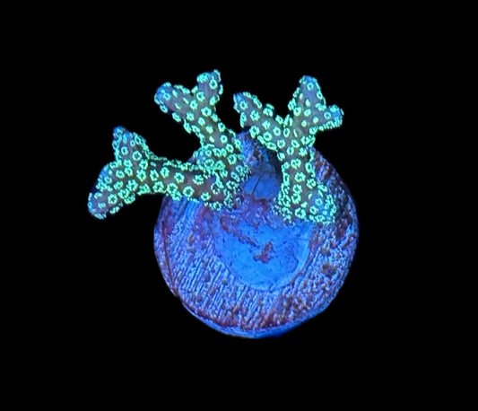WYSIWYG ORA Teal Birdnest 1"