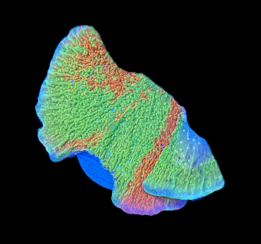 WYSIWYG Grafted Montipora 3"